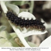 melitaea arduinna3 larva7b